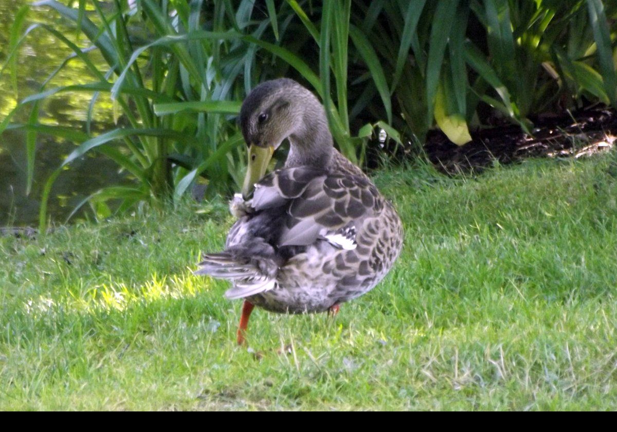 A preening duck on the edge of the pond.