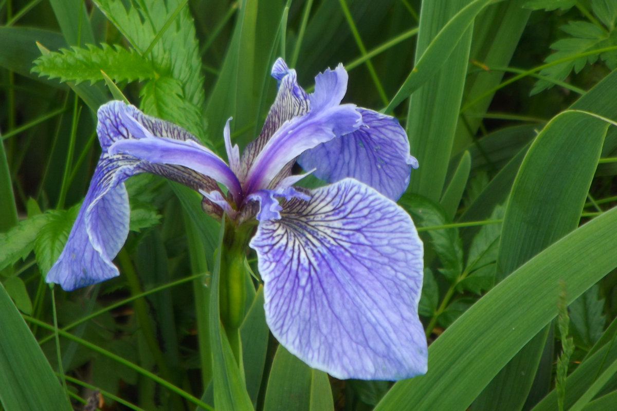 A beautiful iris found growing wild.