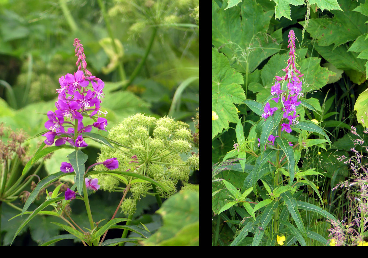 I love fire weed (aka Rosebay Willow Herb) & always try to get a picture or two when I see them.