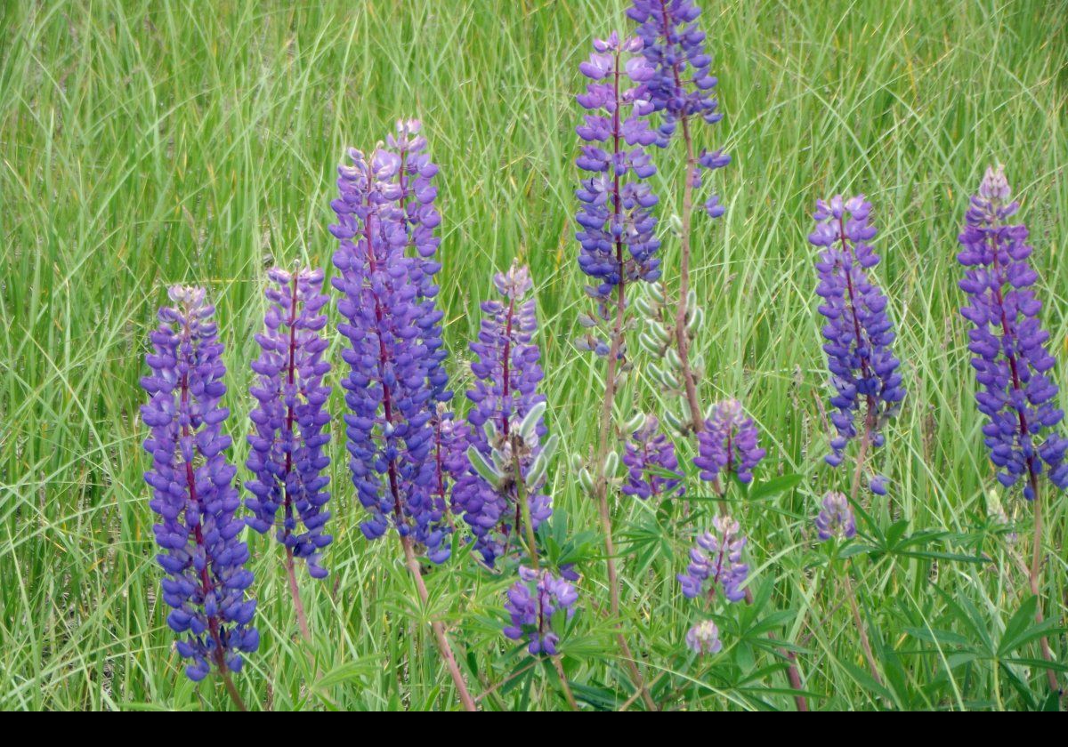 Wild lupins; one of my favorite plants.