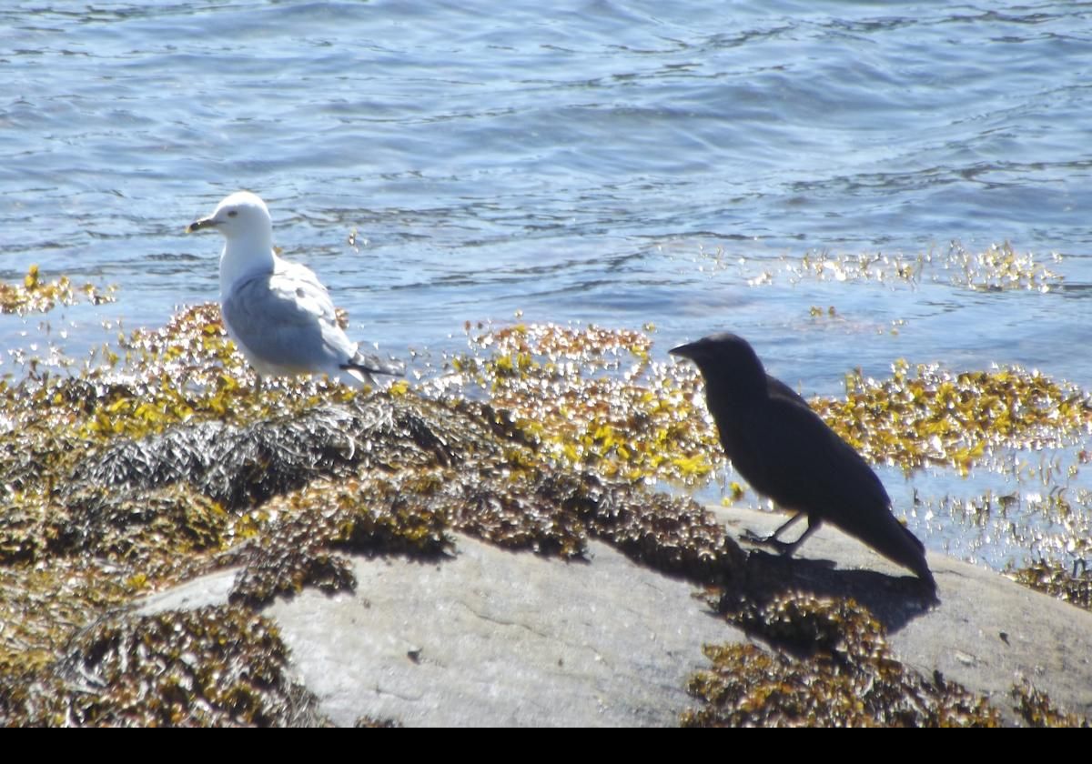 Just good friends; a seagull and a crow. 