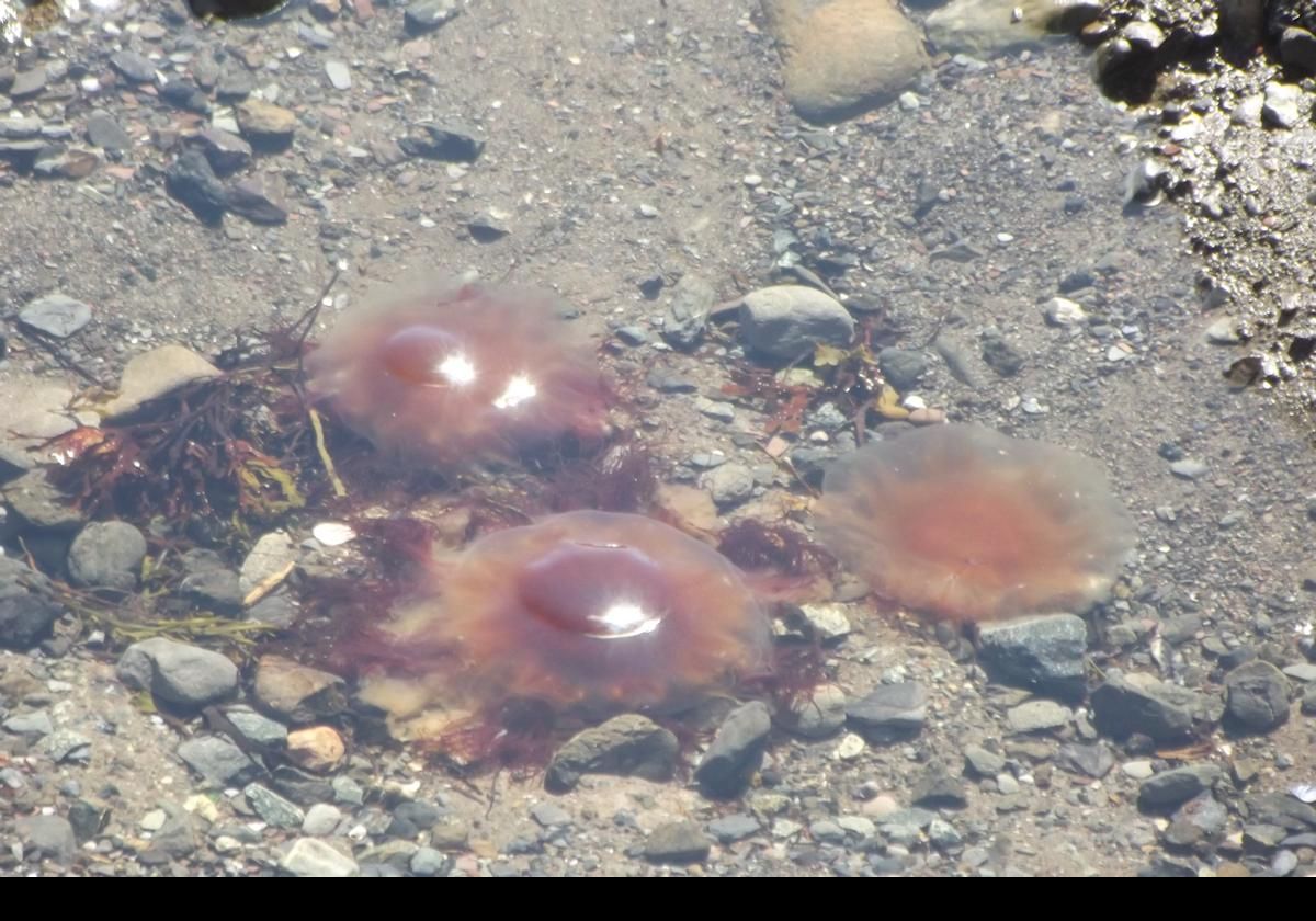 Jellyfish caught in a tidal pond. Unseasonably warm weather had brought in a plethora of jellyfish. 