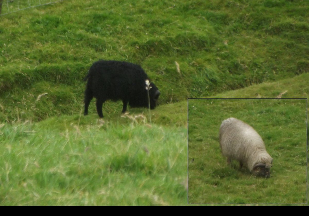 Farewell to Torshavn - the sheep anyway. I really love the Faroe Islands but I doubted if we would ever be here again, but we did return once more some years later.  We remember it, and its people, with great fondness..