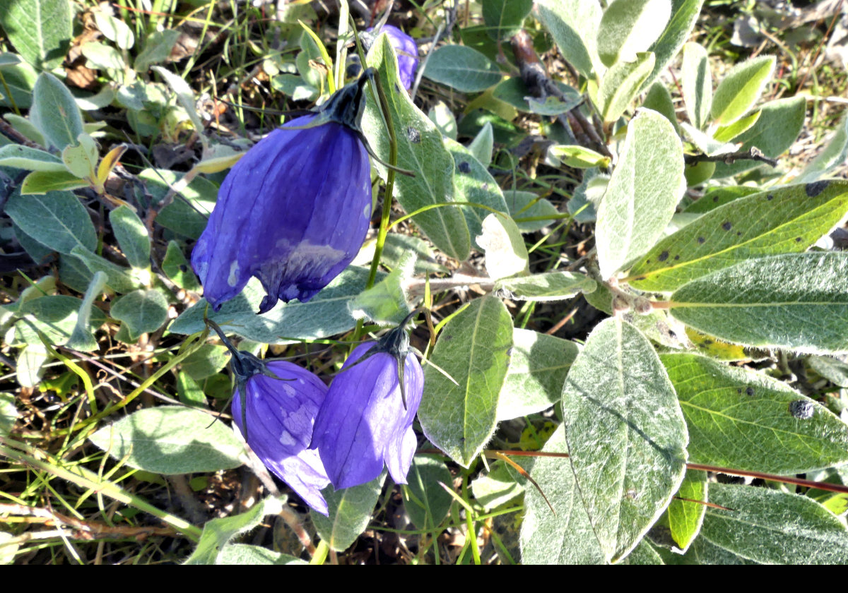 Here are some examples of the flora we found in Nanortalik.  While the place is fairly cold and bleak, there are plenty of flowers if you look!