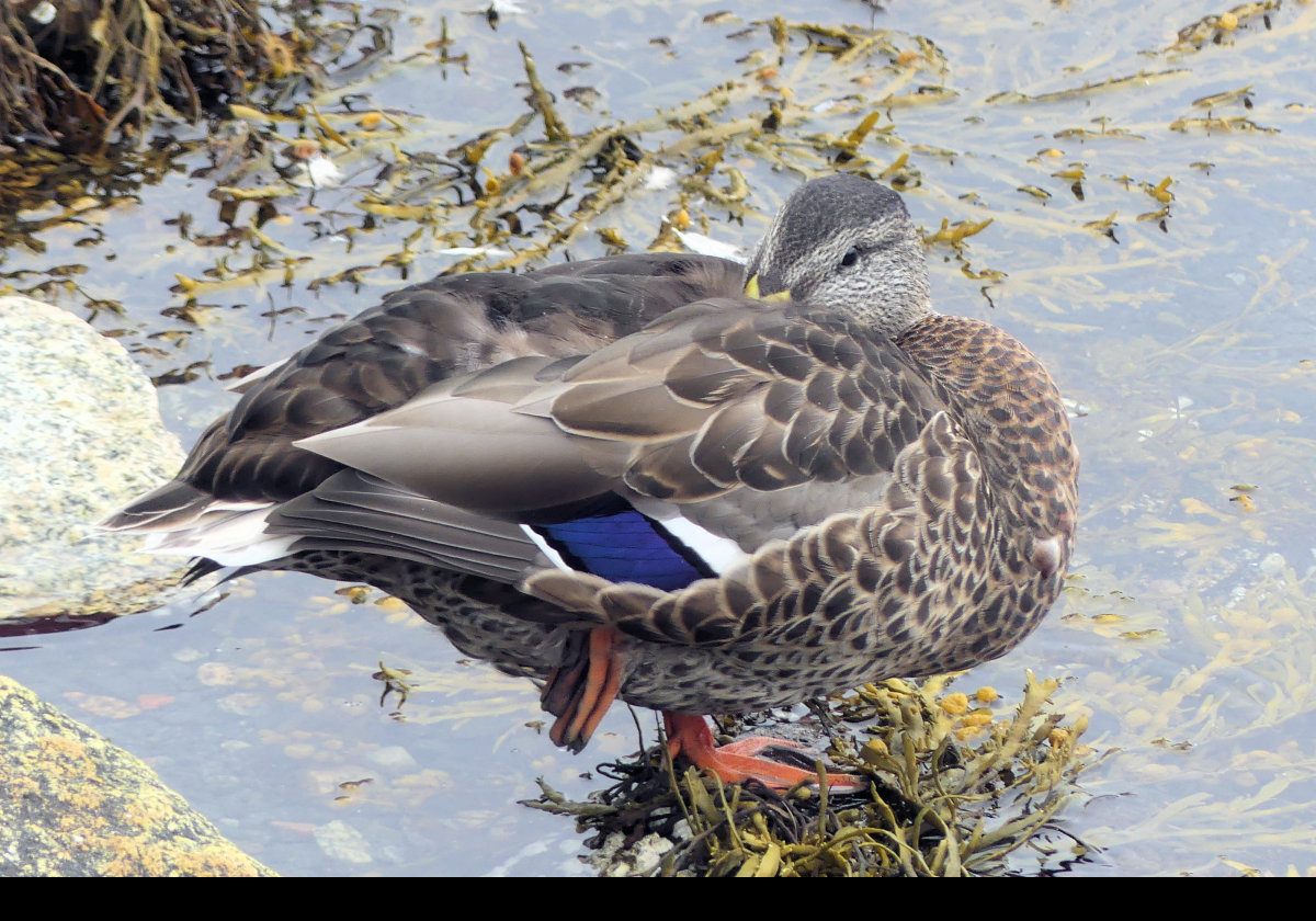 A shy duck? Whoever heard of such a thing?