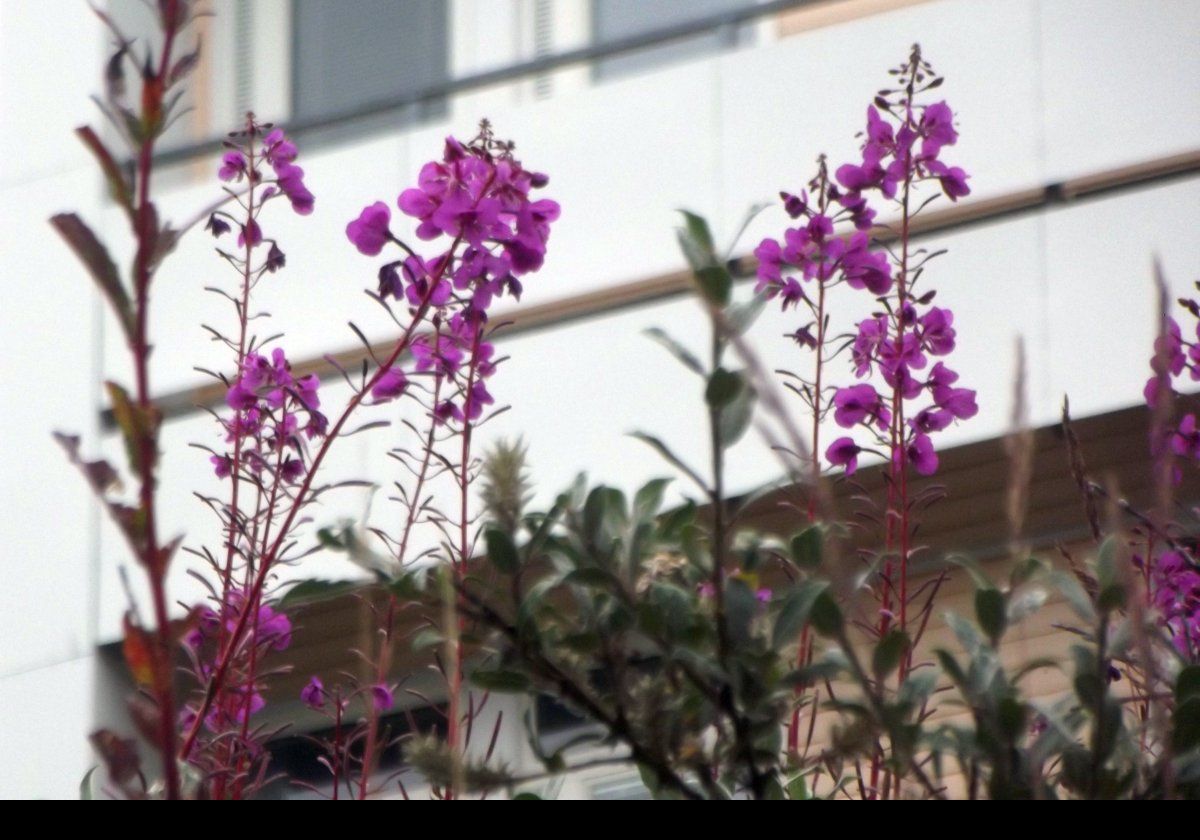 As always, here is a picture of Fire Weed or Rosebay Willowherb; take your pick. My favorite wild flower.