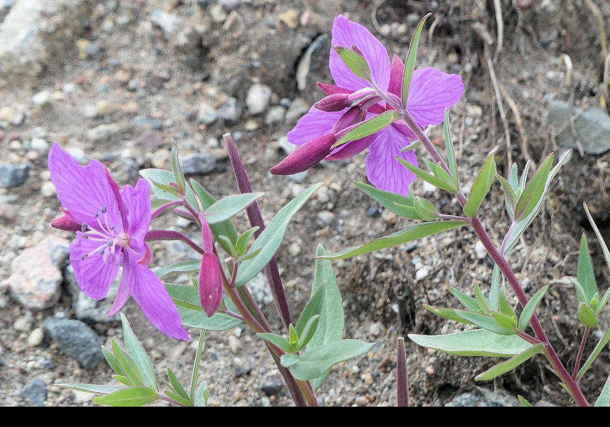 Now for some pictures of flowers to show that Greenland is not desolate everywhere.