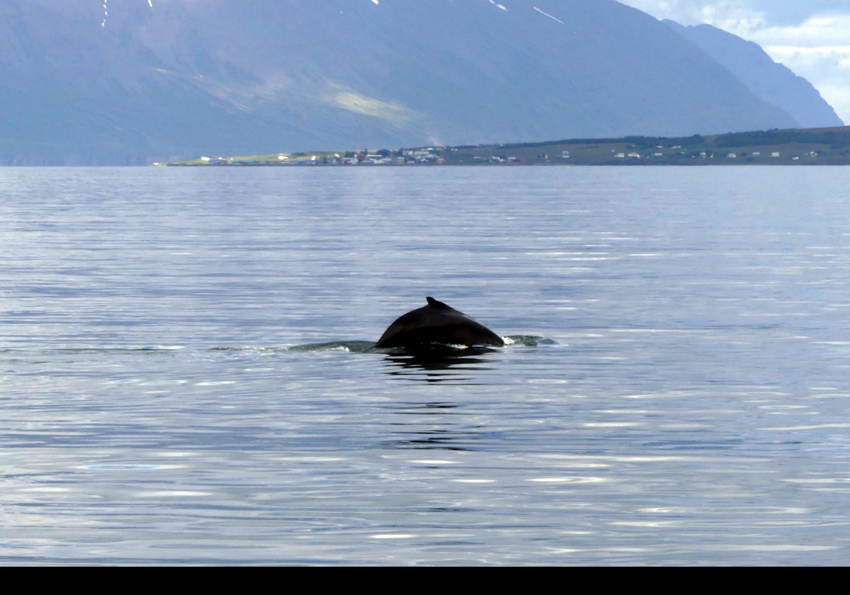 Catching a lucky glimpse of a whale as we leave.