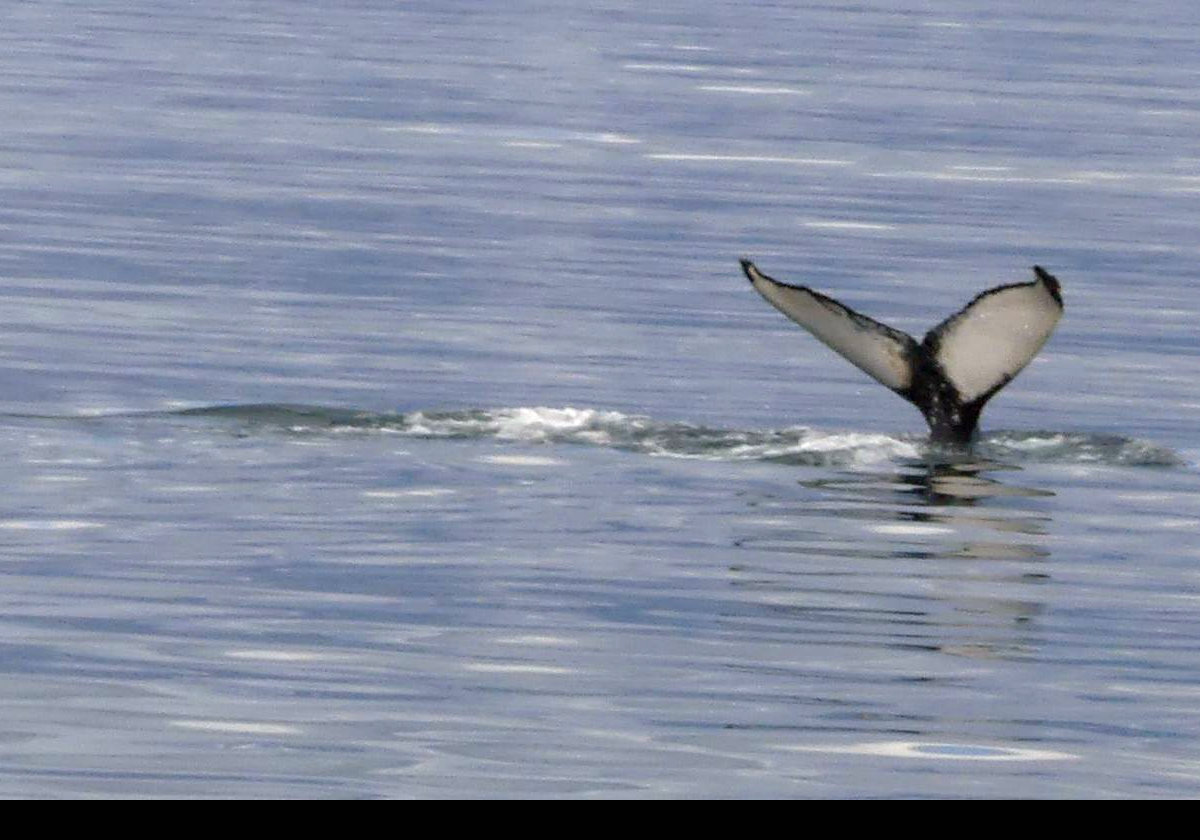 Catching a lucky glimpse of a whale as we leave.