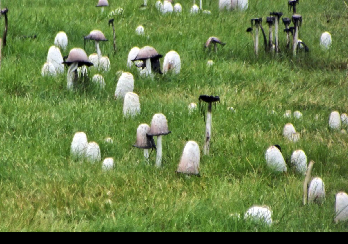 While walking along Saebraut towards Harpa, I came across these distinctly spooky looking fungi beside the road.