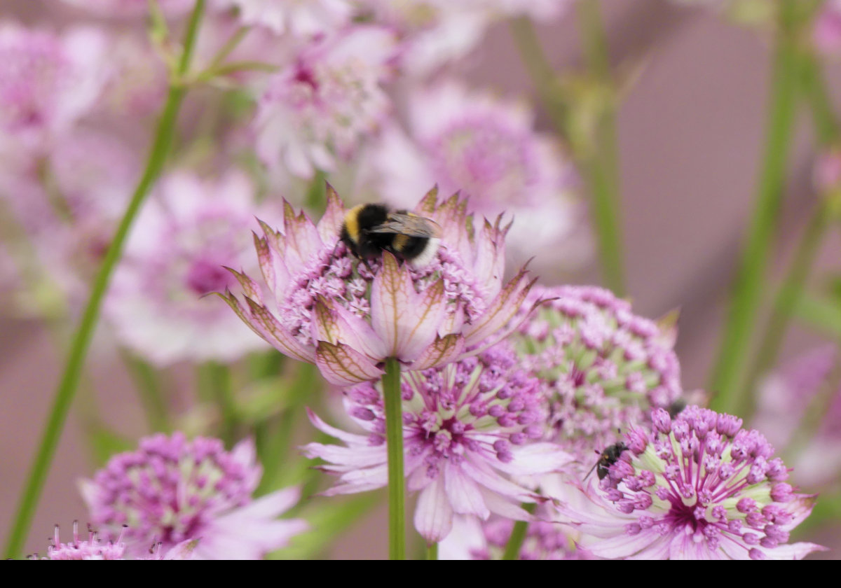 Some flora from around the town. This one seems to have a pet bee!