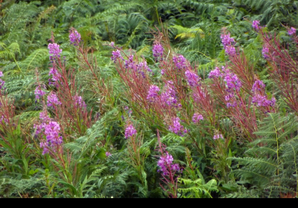 Always try and photograph any rosebay willowherb I find. My favorite wild flower.