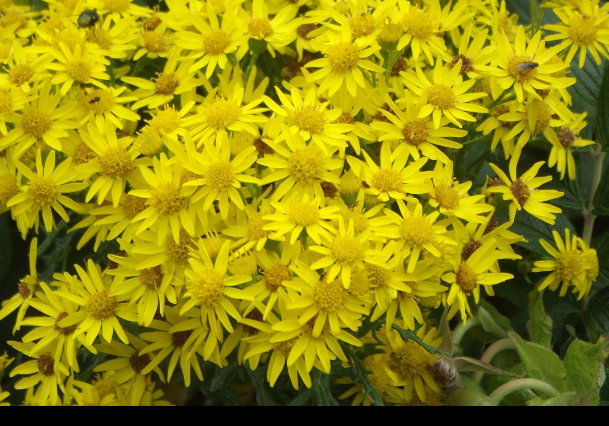 More wildflowers near the Baily Lighthouse.