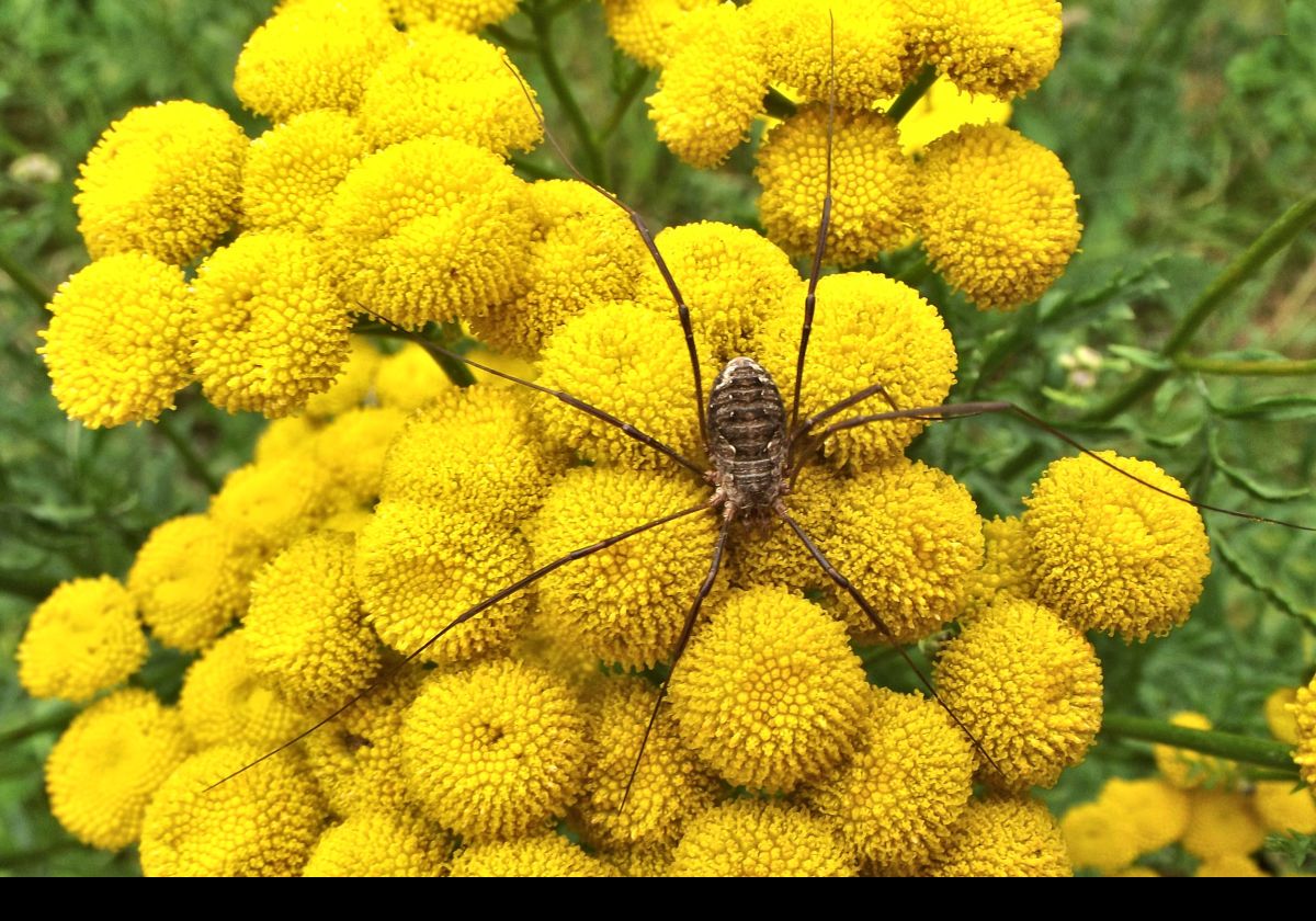 This spider was every bit as big & terrifying as it looks!