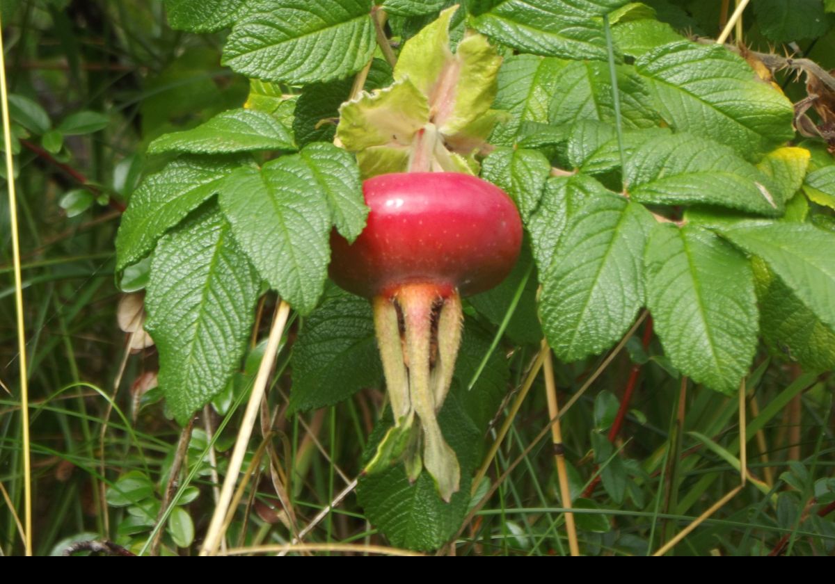 Strange fruit indeed.