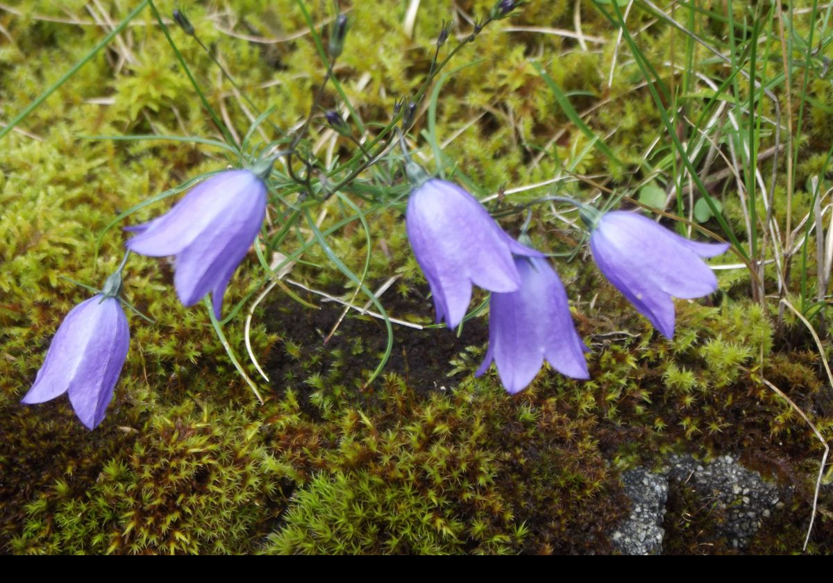 Campanula rotundifolia.