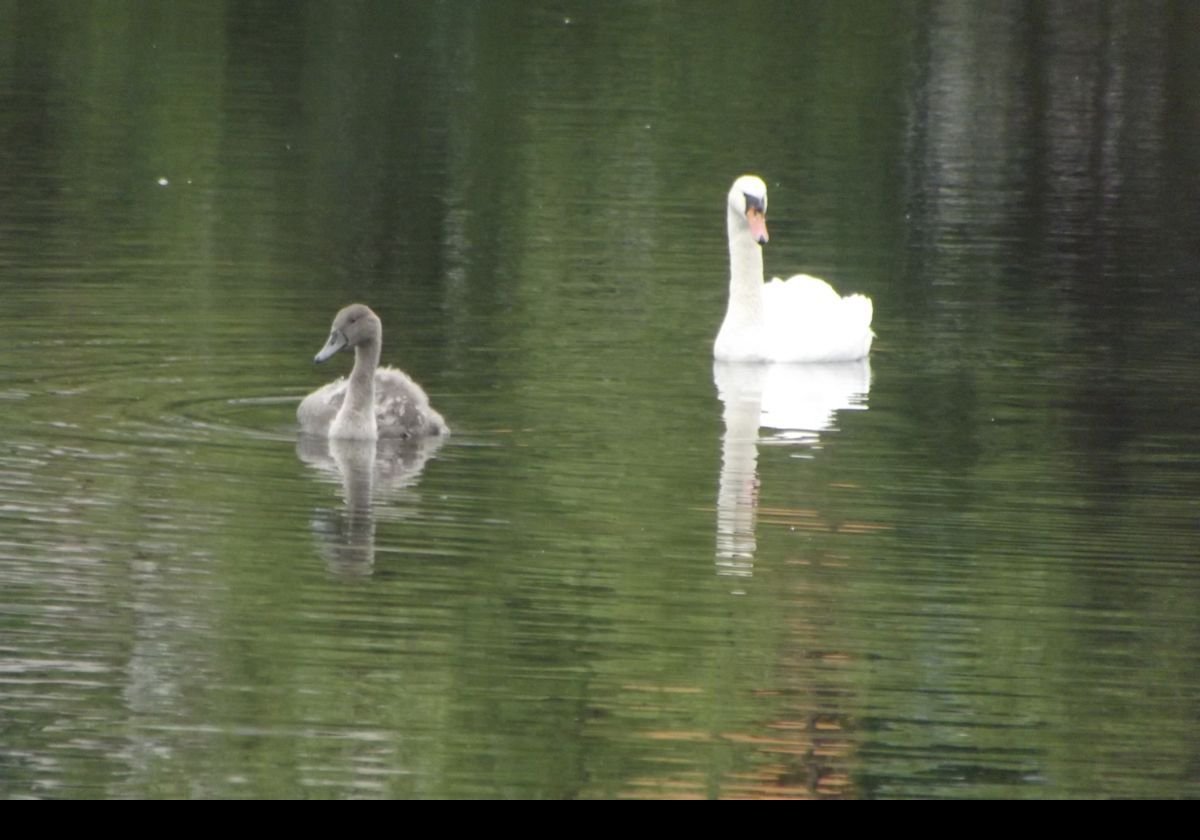 A swan with its cygnet on the lake in Stavanger Park.