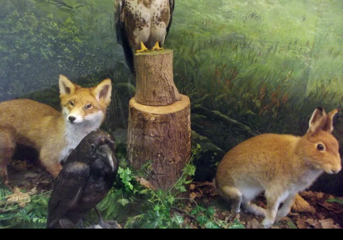 A small diarama including a fox and an Irish Hare.