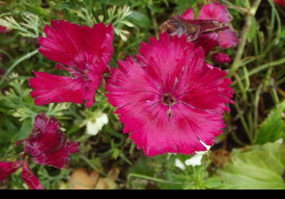 Range of blossoms around the Glenariff Tea House grounds.