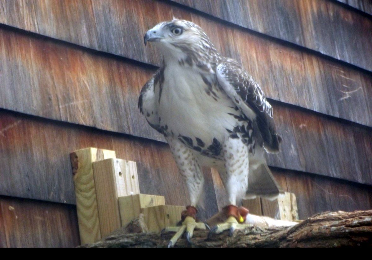 Most hawks used for falconry in the US are red-tails, but only "passage hawks" may be taken legally, that is those that have left the nest but are less than a year old.