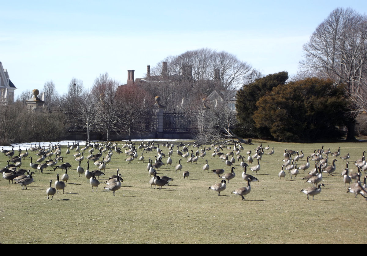 The geese are annual visitors!