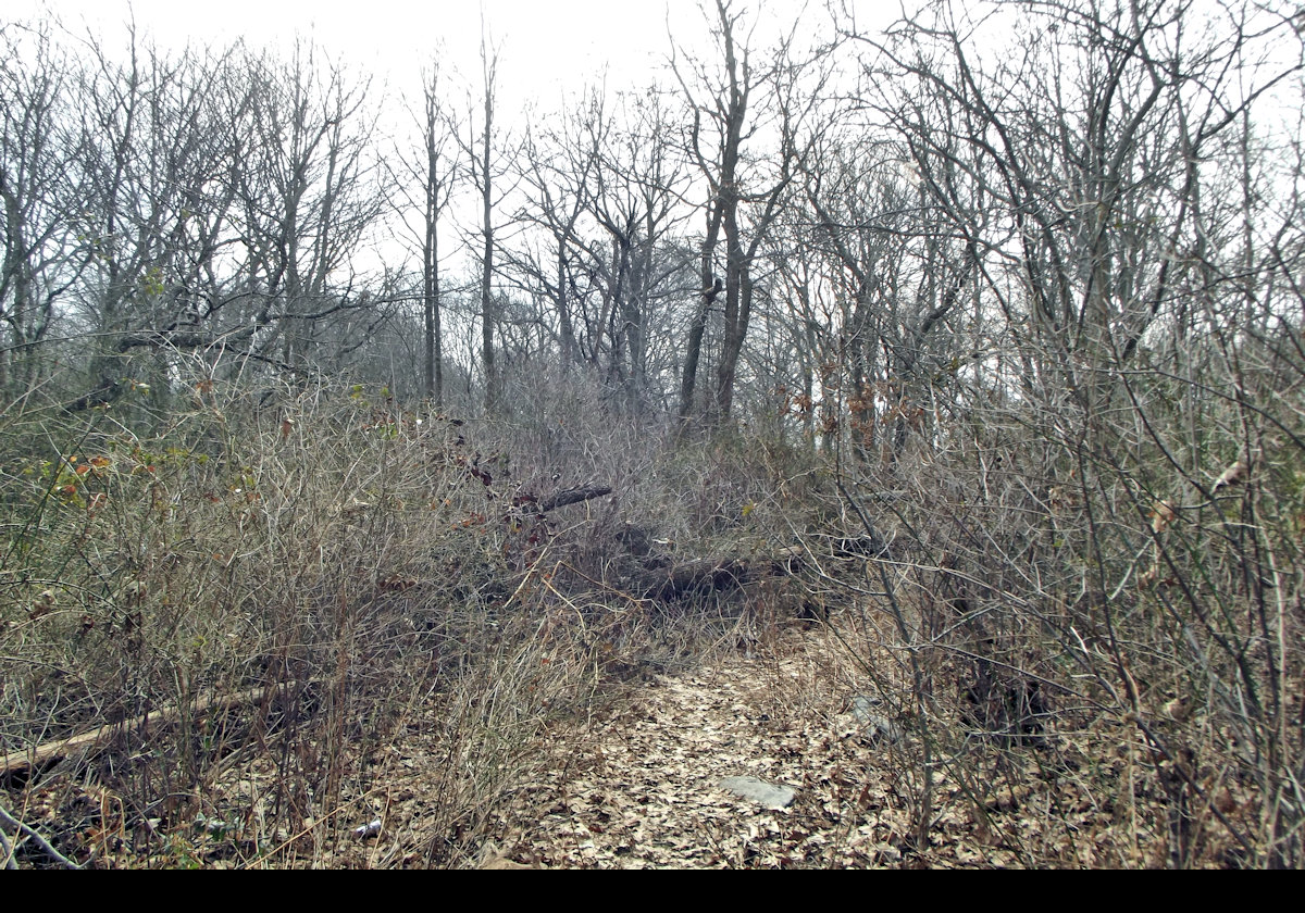 Following a very overgrown path up to the Miantonomi Tower that sits on the highest point in Newport.