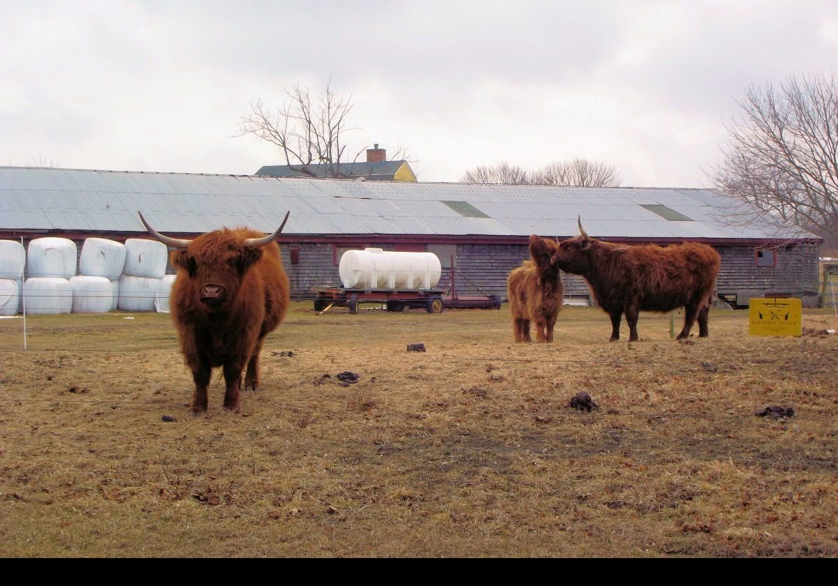 On our way back from Fort Getty we found this handsome family of Highland Cattle, a Scottish breed that thrives in colder climates.