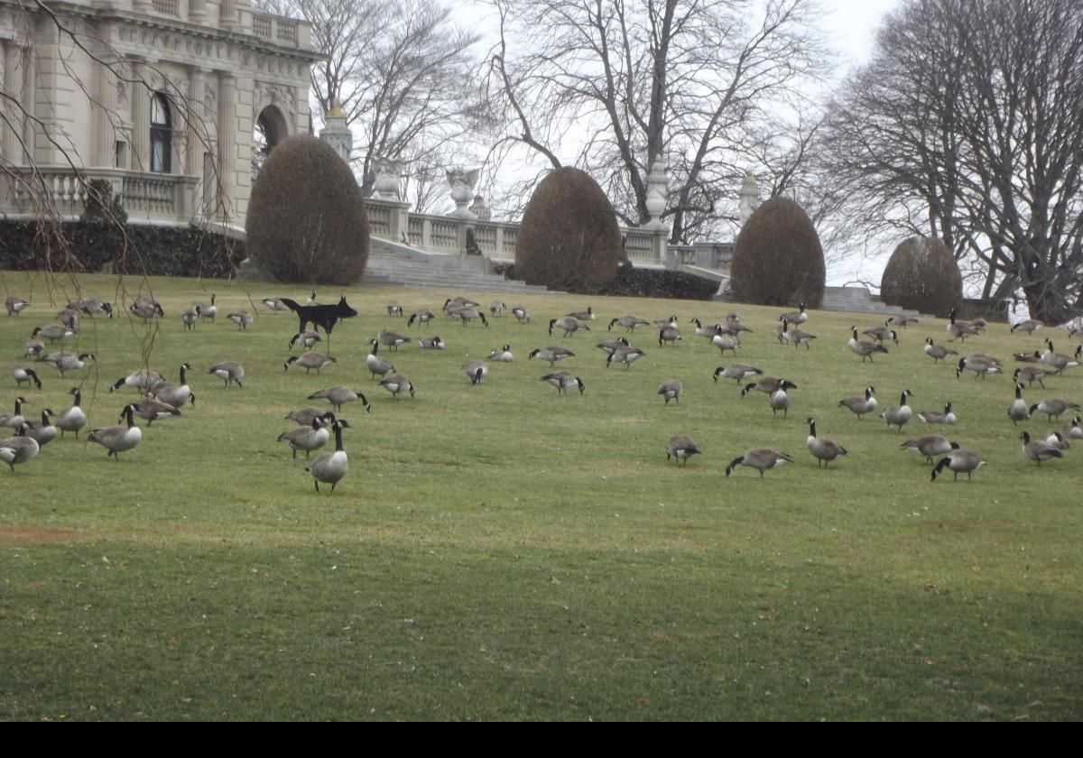 A gaggle of geese, undaunted by the fake foxes, on the grounds of the Breakers.