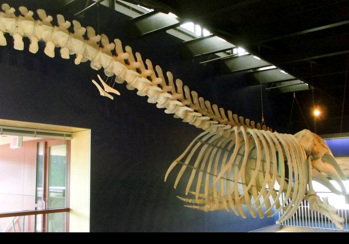 The whale skeleton that is on display inside the Kodiak National Wildlife Center. The whale died and was washed up on the beach.