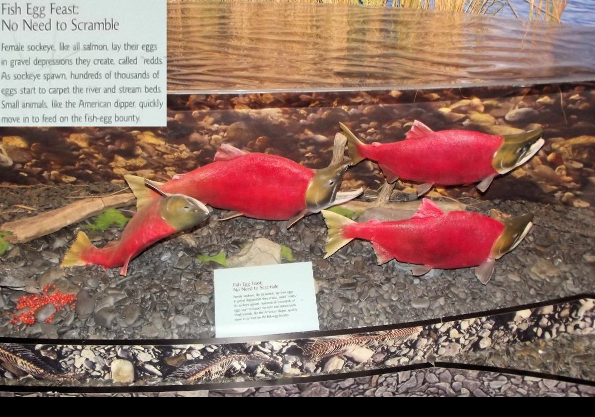 A series of pictures of some of the dioramas on display at the Kodiak National Wildlife Center. Now we move on to salmon.