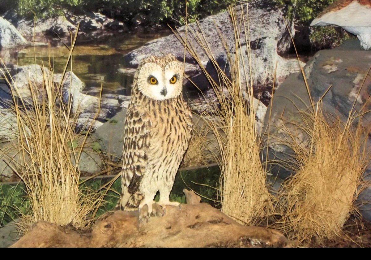 A series of pictures of some of the dioramas on display at the Kodiak National Wildlife Center. Finally, here are some birds. In this case a rather handsome owl.