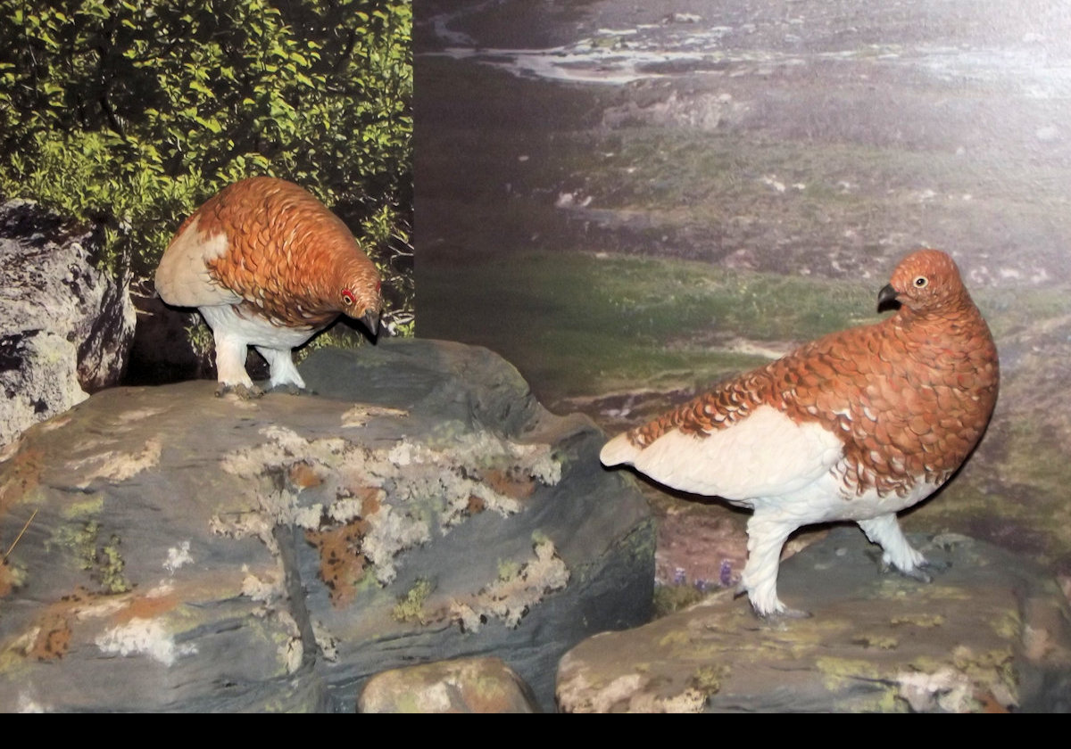 A series of pictures of some of the dioramas on display at the Kodiak National Wildlife Center. Finally, here are some birds. In this case this could be a quail, but I am not certain.