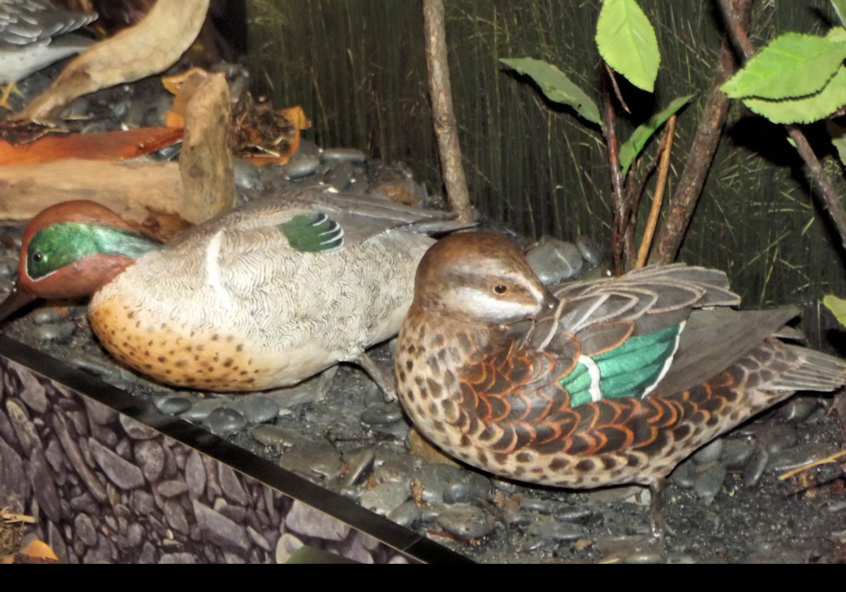 A series of pictures of some of the dioramas on display at the Kodiak National Wildlife Center. Finally, here are some birds. I am quite sure that we have some ducks here.