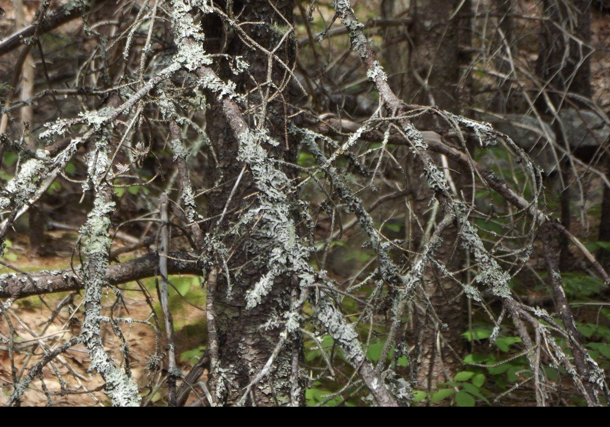 Some interesting growths on the branches.