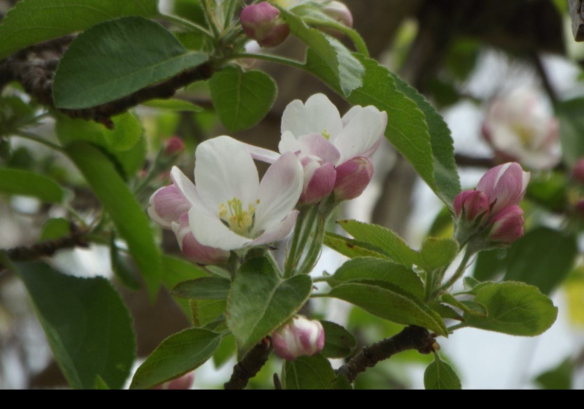 Trees in blossom in the Spring.