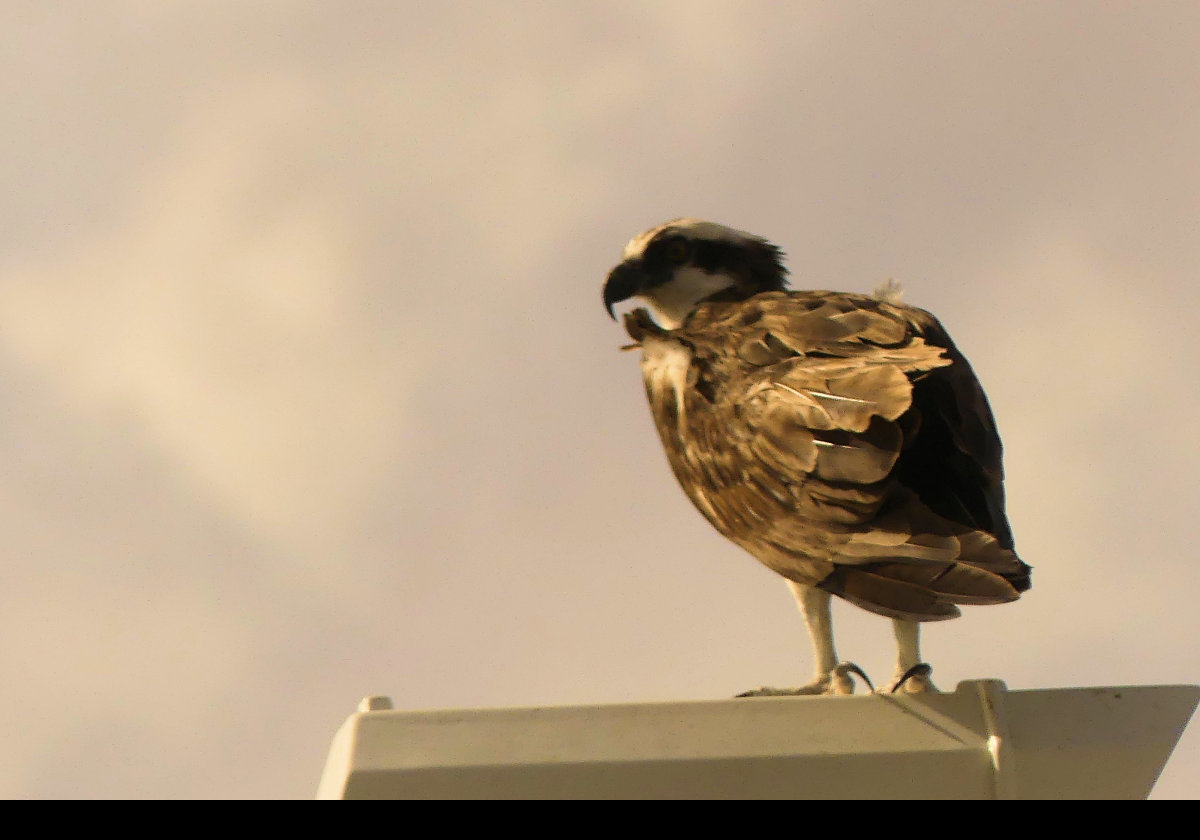 I think that this is an osprey, but am open to correction!