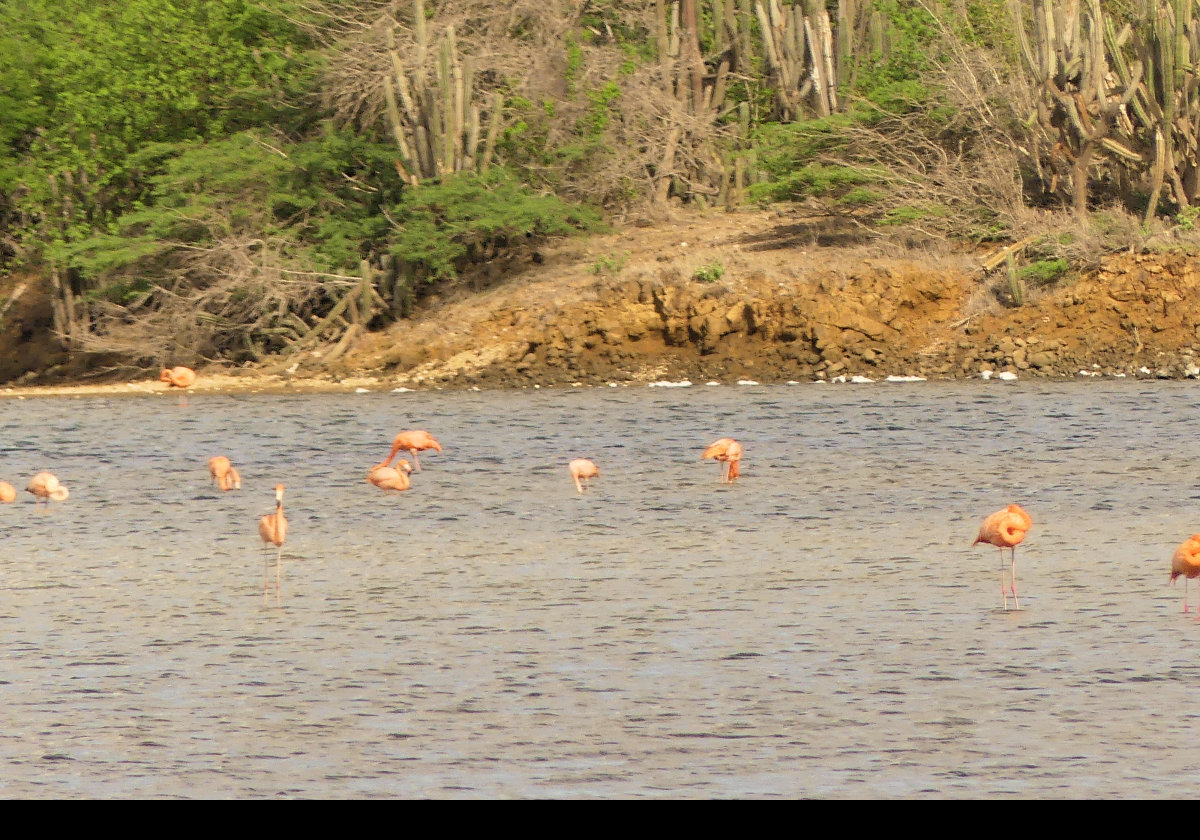 The flamingos in lake Goto.