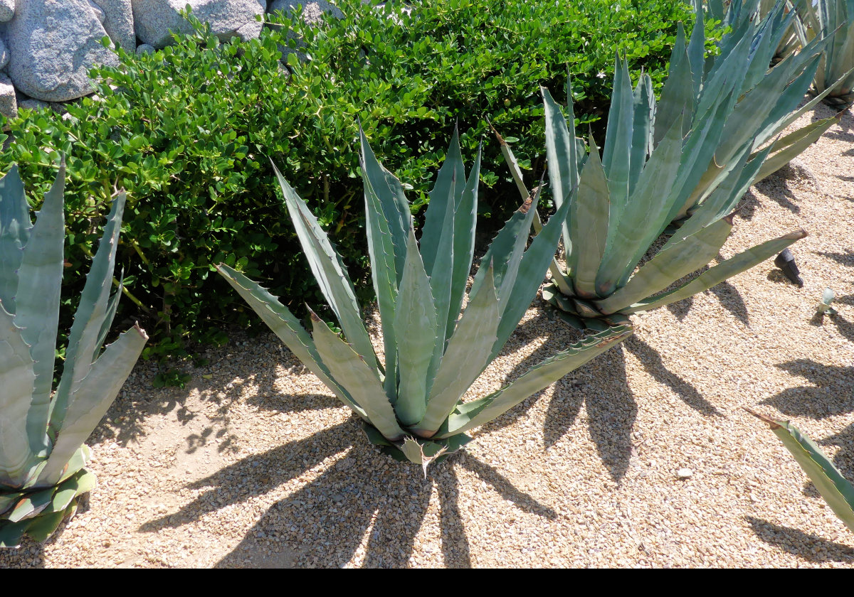 Aloe Vera in abundance!