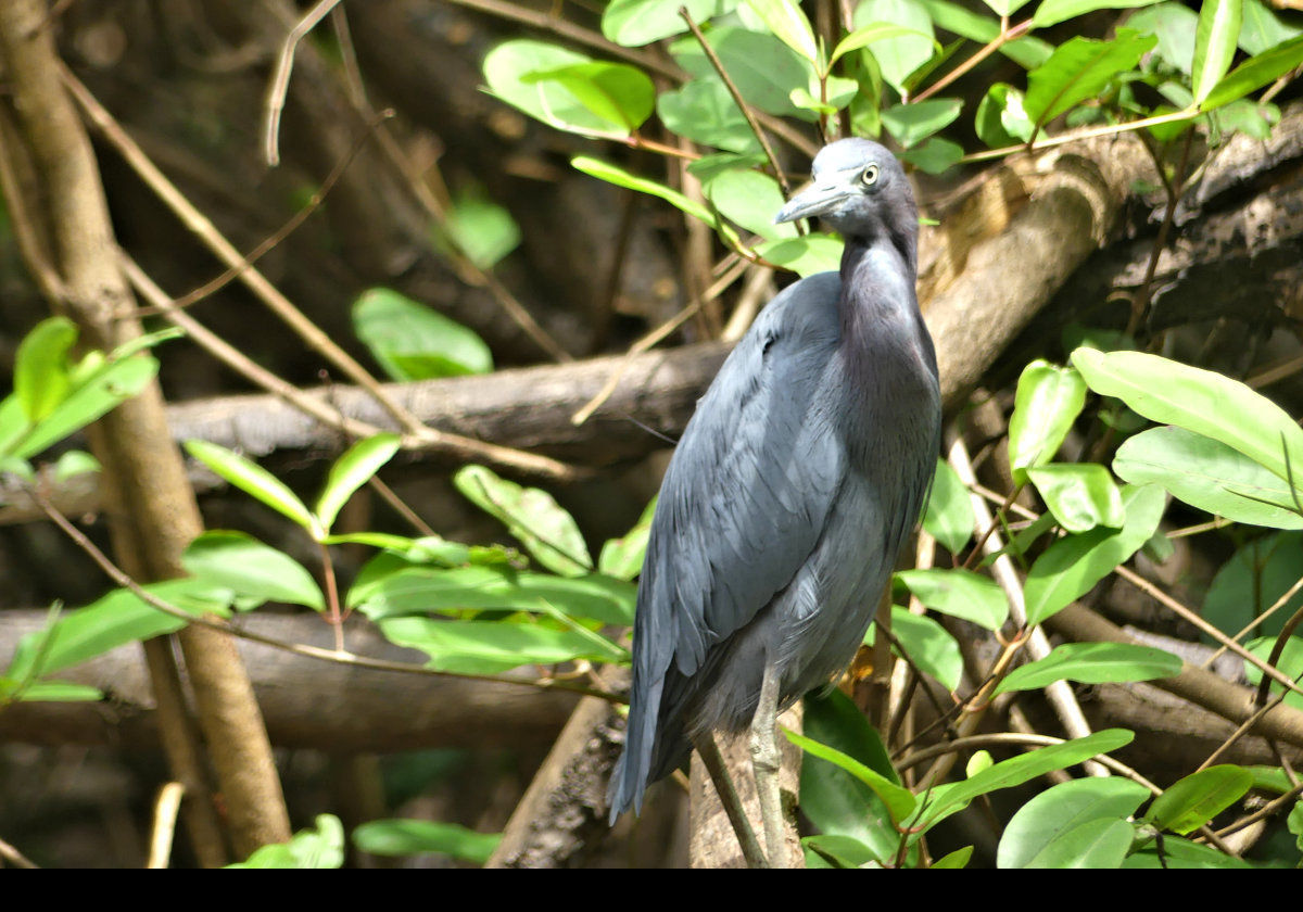 I believe this is a little blue heron (Egretta caerulea) but am open to correction.