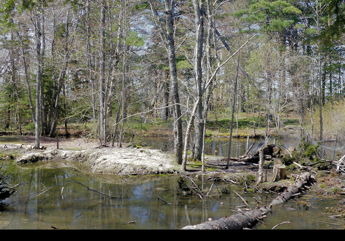 Walking through the preserve.