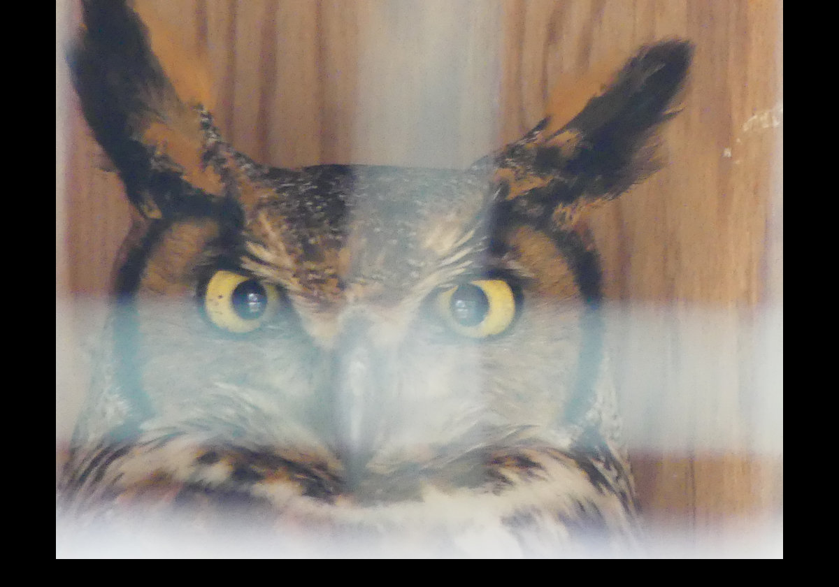 Achilles, a Great Horned Owl.  Click the picture to see more information.