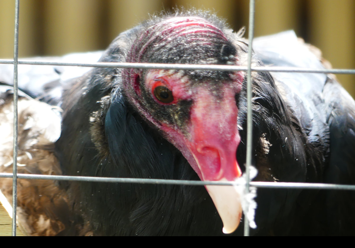 A Turkey Vulture called either Pollux or Castor, I am not sure which.  There were a pair in the cage but only one was visible.  Click the picture to see more information.  .