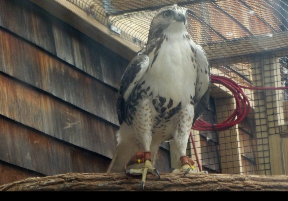 A Red-tailed Hawk also known as a "chickenhawk",  I know the tail does not look red, but they are on the upper feathers that do not show here.