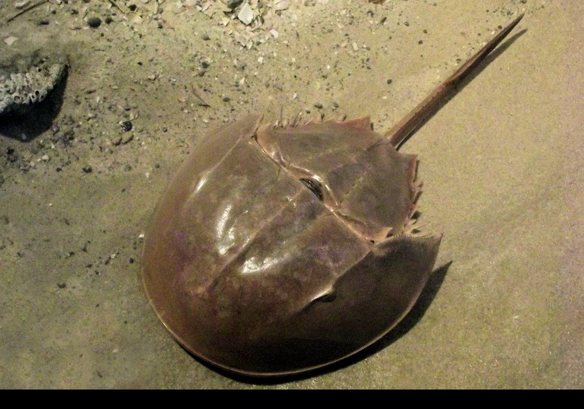 A horseshoe crab.  They are the only surviving xiphosurans, and  are not crabs or even crustaceans. Tthey are chelicerates which means they are more closely related to arachnids like spiders and scorpions.