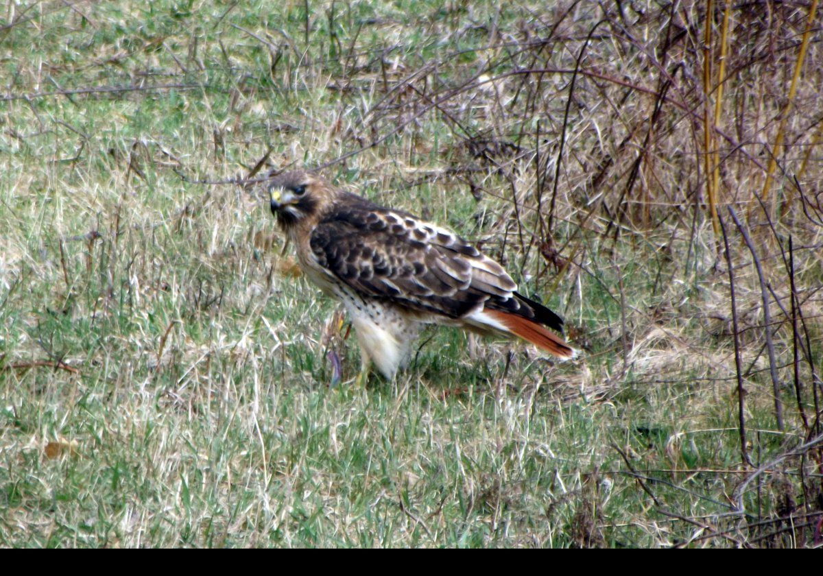 Now we can see why they are called Red-tailed Hawks.  It appears to have found a spot of lunch!